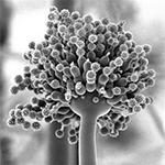 Обработка от плесени